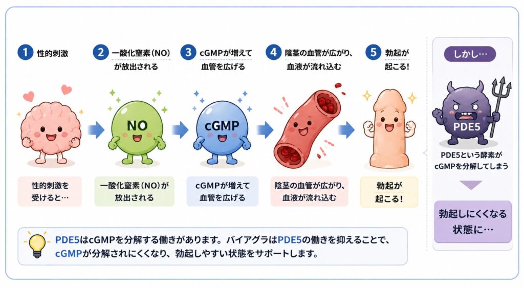 勃起の仕組みをイラストで解説したインフォグラフィック。性的刺激を受けると一酸化窒素(NO)が放出され、cGMPが増えて陰茎の血管が広がり、血液が流れ込むことで勃起が起こる流れを、かわいいキャラクターで順番に説明している。右側ではPDE5がcGMPを分解して勃起しにくくなる仕組みを示し、バイアグラはPDE5の働きを抑えることで勃起をサポートすることをわかりやすく紹介している。