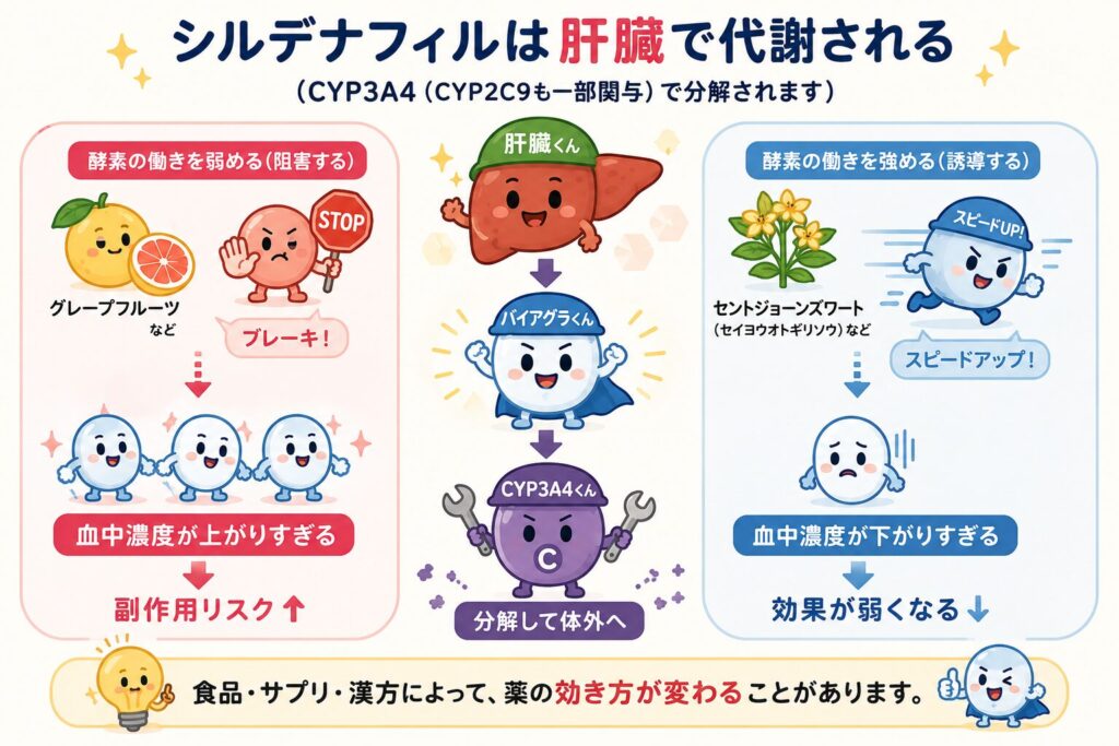 シルデナフィル（バイアグラ）が肝臓の薬物代謝酵素CYP3A4で代謝される仕組みを、かわいいキャラクターイラストで解説した図。グレープフルーツなどで酵素の働きが阻害されると血中濃度が上昇して副作用のリスクが高まり、セントジョーンズワートなどで酵素の働きが強まると血中濃度が低下して効果が弱くなる可能性を、左右に分けてわかりやすく示している。