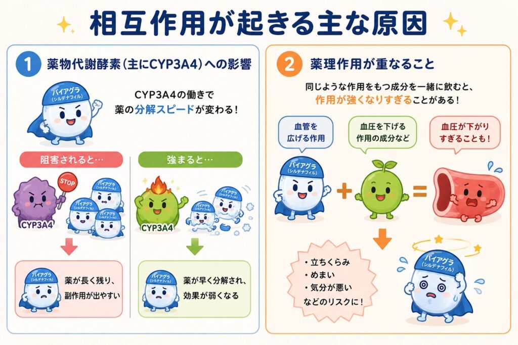 バイアグラ(シルデナフィル)で相互作用が起こる主な原因を、かわいいキャラクターイラストで解説した図。薬物代謝酵素CYP3A4の働きによって薬の分解速度が変化する仕組みと、血圧を下げる作用をもつ成分との併用で作用が強くなり、立ちくらみやめまいなどの副作用リスクが高まる可能性を、2つの原因に分けてわかりやすく説明している。