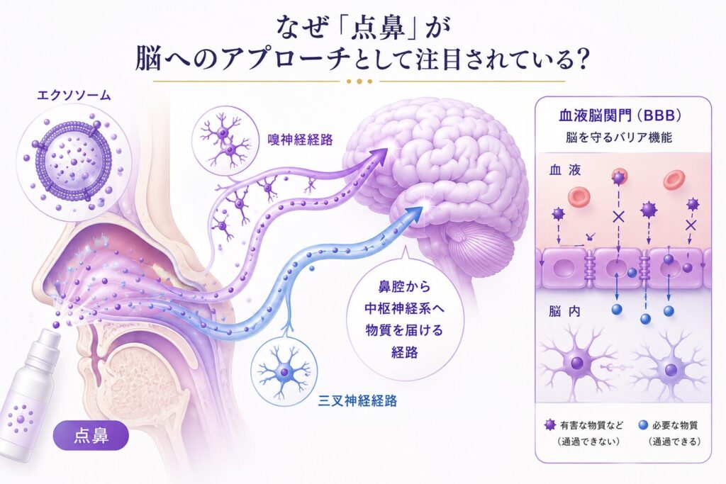エクソソーム点鼻が脳へのアプローチとして注目される理由を示した図。鼻腔から嗅神経や三叉神経に関連する経路を介して中枢神経系へ物質を届ける「鼻腔−脳経路」と、血液中の有害物質などが脳へ入り込むのを防ぐ「血液脳関門(BBB)」の仕組みをイラストで解説している。