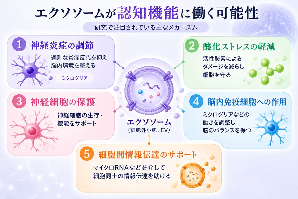 エクソソームが認知機能に働く可能性について、神経炎症の調節、酸化ストレスの軽減、神経細胞の保護、脳内免疫細胞への作用、マイクロRNAなどを介した細胞間情報伝達の5つの研究メカニズムを細胞イラストで示した図。