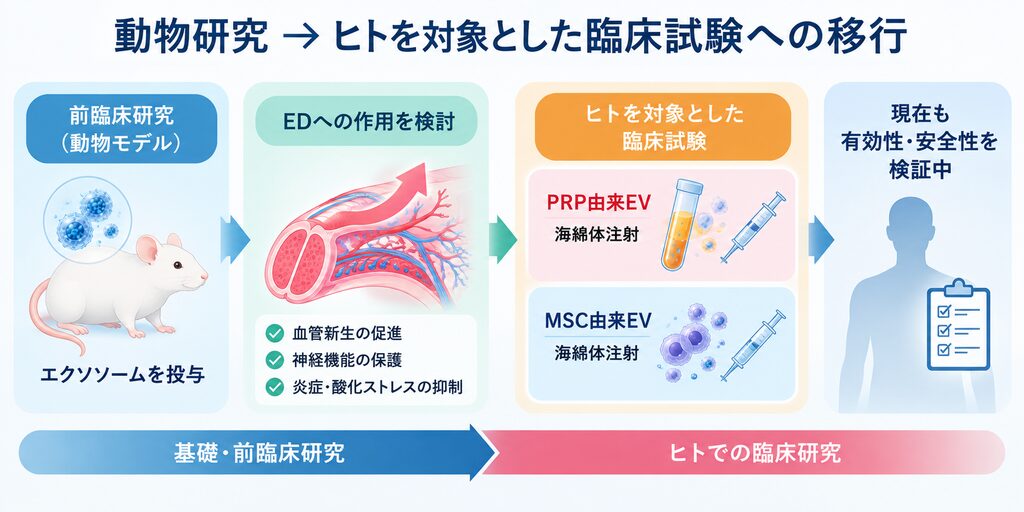 エクソソームのED研究が動物モデルを用いた前臨床研究からヒトを対象とした臨床試験へ進んでいる流れを示した図。PRP由来EVやMSC由来EVを海綿体へ注射し、有効性と安全性を検証している研究段階を表している。