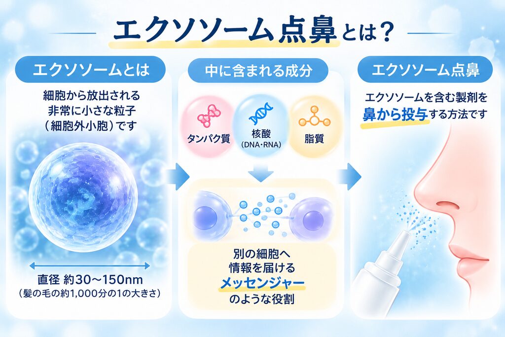 エクソソーム点鼻の仕組みを解説した図解イラスト。エクソソームは細胞から放出される直径約30〜150nmの小さな細胞外小胞で、タンパク質・核酸・脂質などを含み、細胞間の情報伝達に関わります。エクソソームを含む製剤を鼻から投与する方法や、炎症反応の調節、組織修復、神経系などへの応用研究について、青と白を基調としたイラストでわかりやすく紹介しています。