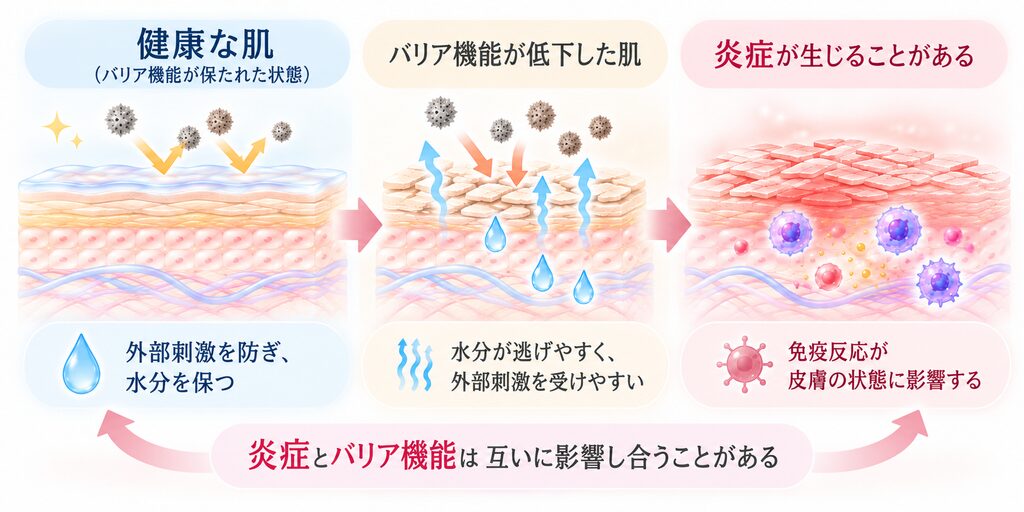 健康な肌、バリア機能が低下した肌、炎症が生じた肌の違いを示した図解。健康な肌では外部刺激をはね返して水分を保つ一方、バリア機能が低下すると外部刺激を受けやすくなり、水分が失われやすくなる。さらに、炎症による免疫反応が皮膚の状態に影響し、バリア機能にさらなる影響を及ぼす場合があることを、肌の断面イラストと矢印で表現している。