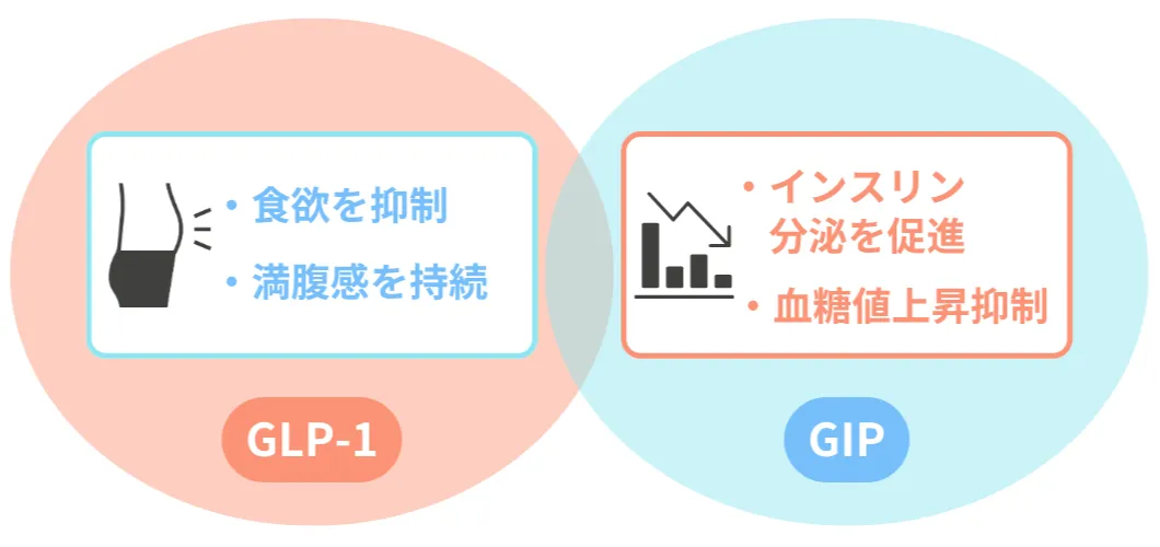 GLP-1とGIPの働き