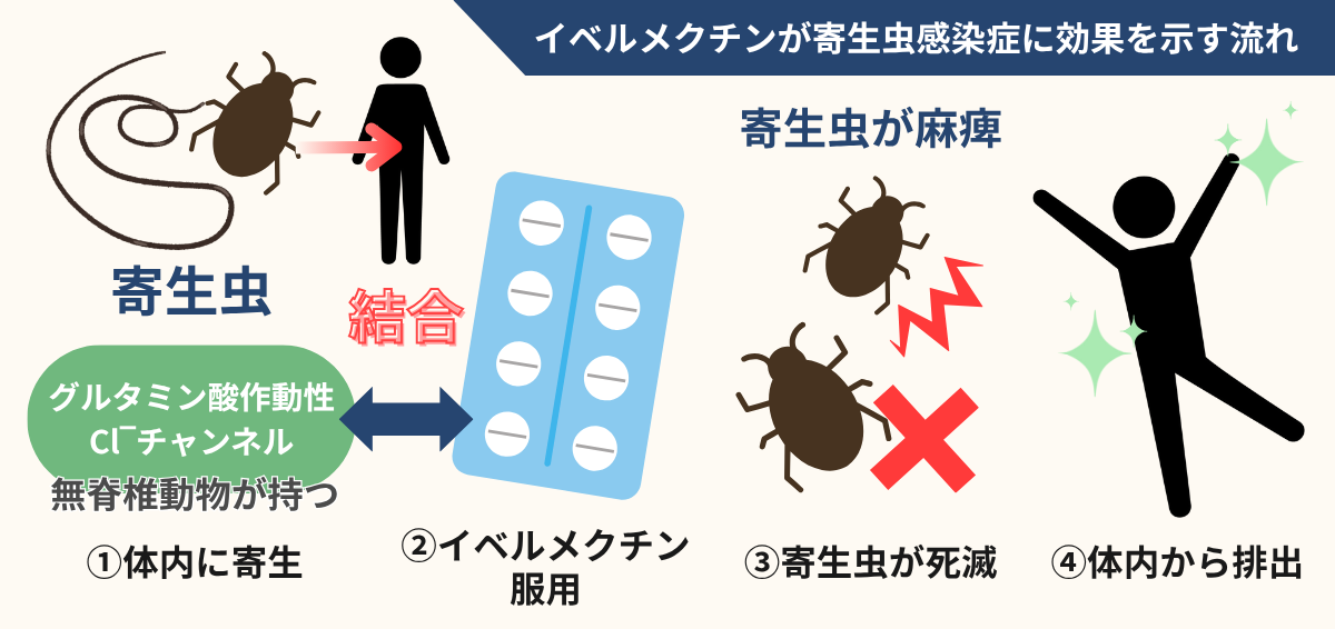 イベルメクチンが寄生虫感染症に効果を示す流れ
